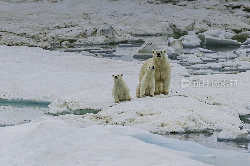 北极熊(Ursus maritimus)是一种肉食性熊，主要生活在包括北冰洋的北极圈内。俄罗斯楚科奇自治州的弗兰格尔岛。北冰洋。雪上的熊妈妈和幼崽。